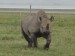Rozlobený nosorožec.JPG